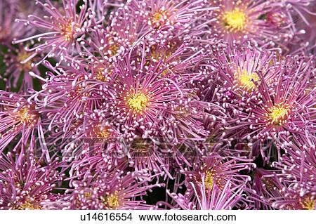 "Beautiful flower bed in Shihlin, Taipei, Taiwan, China, Asia" View Large Photo Image Picture - "Beautiful flower bed in Shihlin, Taipei, Taiwan, China, Asia". Fotosearch