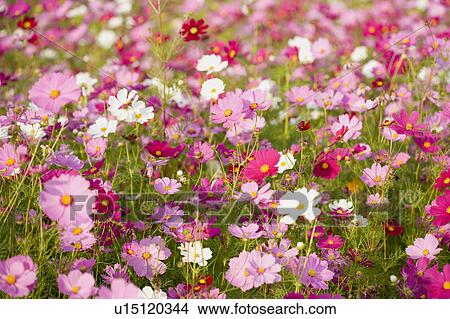 "Beautiful flower bed in Sinshe, Taichung, Taiwan, China, Asia" View Large Photo Image Picture - "Beautiful flower bed in Sinshe, Taichung, Taiwan, China, Asia". Fotosearch