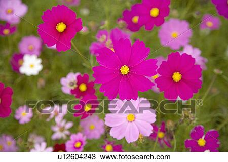 "Beautiful flower bed in Sinshe, Taichung, Taiwan, China, Asia" View Large Photo Image Stock Image - "Beautiful flower bed in Sinshe, Taichung, Taiwan, China, Asia". Fotosearch