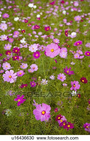 Stock Image - "Beautiful flower bed in Sinshe, Taichung, Taiwan, China, Asia". Fotosearch