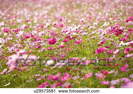 Stock Image - "Beautiful flower bed in Sinshe, Taichung, Taiwan, China, Asia". Fotosearch