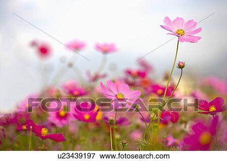 Stock Photo - "Beautiful flower bed in Sinshe, Taichung, Taiwan, China, Asia". Fotosearch
