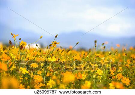 "Beautiful flower bed in Sinshe, Taichung, Taiwan, China, Asia" View Large Photo Image Stock Photo - "Beautiful flower bed in Sinshe, Taichung, Taiwan, China, Asia". Fotosearch