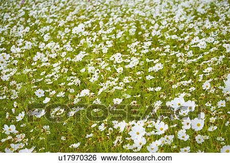 Stock Photograph - "Beautiful flower bed in Sinshe, Taichung, Taiwan, China, Asia". Fotosearch