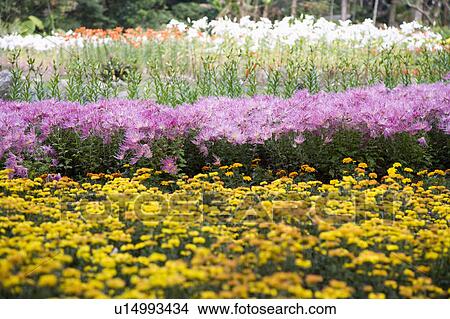 "Beautiful flower bed in Taoyuan, Taiwan, China, Asia" View Large Photo Image Picture - "Beautiful flower bed in Taoyuan, Taiwan, China, Asia". Fotosearch