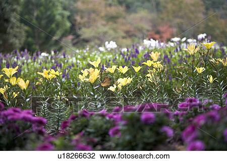 "Beautiful flower bed in Taoyuan, Taiwan, China, Asia" View Large Photo Image Stock Image - "Beautiful flower bed in Taoyuan, Taiwan, China, Asia". Fotosearch