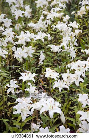 Stock Image - "Beautiful flower bed in Taoyuan, Taiwan, China, Asia". Fotosearch
