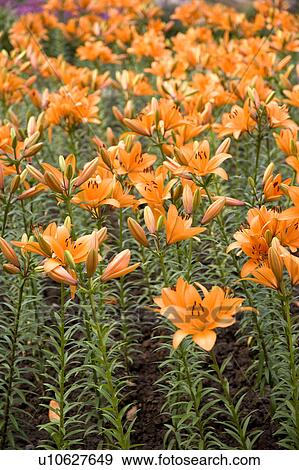 Stock Photo - "Beautiful flower bed in Taoyuan, Taiwan, China, Asia". Fotosearch