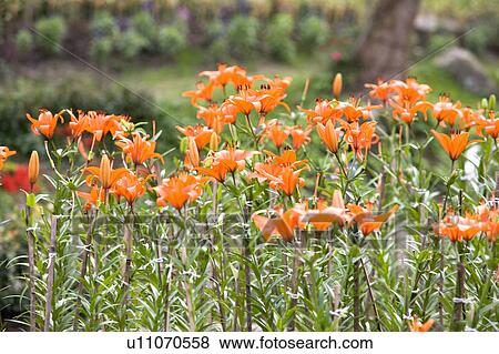 "Beautiful flower bed in Taoyuan, Taiwan, China, Asia" View Large Photo Image Stock Photo - "Beautiful flower bed in Taoyuan, Taiwan, China, Asia". Fotosearch