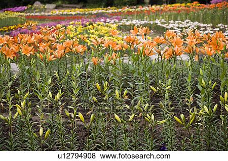 "Beautiful flower bed in Taoyuan, Taiwan, China, Asia" View Large Photo Image Stock Photo - "Beautiful flower bed in Taoyuan, Taiwan, China, Asia". Fotosearch