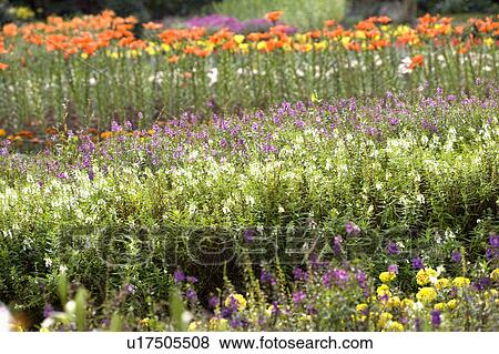 "Beautiful flower bed in Taoyuan, Taiwan, China, Asia" View Large Photo Image Stock Photo - "Beautiful flower bed in Taoyuan, Taiwan, China, Asia". Fotosearch