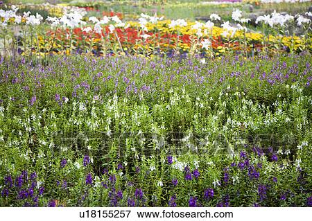 "Beautiful flower bed in Taoyuan, Taiwan, China, Asia" View Large Photo Image Stock Photo - "Beautiful flower bed in Taoyuan, Taiwan, China, Asia". Fotosearch