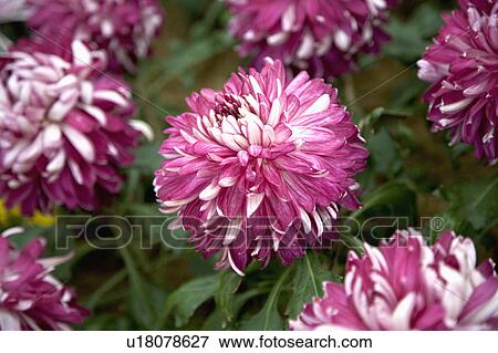 Stock Photo - "Beautiful flower in Shihlin, Taipei, Taiwan, China, Asia". Fotosearch
