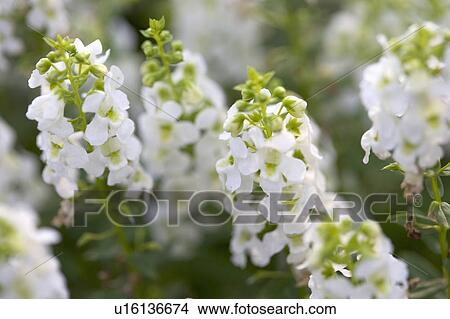 "Beautiful flowers in Danshui, Taipei, Taiwan, China, Asia" View Large Photo Image Picture - "Beautiful flowers in Danshui, Taipei, Taiwan, China, Asia". Fotosearch