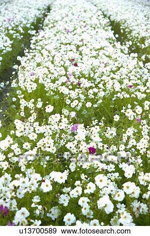 "Beautiful flowers in Meinong, Kaohsiung, Taiwan, China, Asia" View Large Photo Image Stock Photo - "Beautiful flowers in Meinong, Kaohsiung, Taiwan, China, Asia". Fotosearch