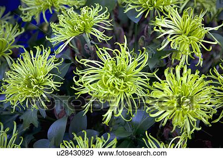 Stock Photo - "Beautiful flowers in Shihlin, Taipei, Taiwan, China, Asia". Fotosearch