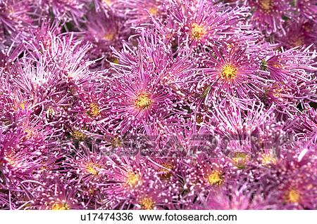 "Beautiful flowers in Shihlin, Taipei, Taiwan, China, Asia" View Large Photo Image Stock Photograph - "Beautiful flowers in Shihlin, Taipei, Taiwan, China, Asia". Fotosearch