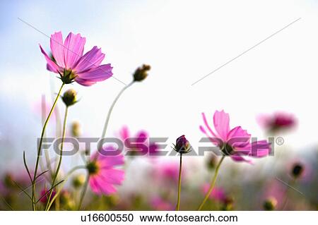 "Beautiful flowers in Sinshe, Taichung, Taiwan, China, Asia" View Large Photo Image Stock Image - "Beautiful flowers in Sinshe, Taichung, Taiwan, China, Asia". Fotosearch