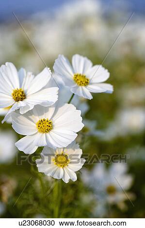 "Beautiful flowers in Sinshe, Taichung, Taiwan, China, Asia" View Large Photo Image Stock Image - "Beautiful flowers in Sinshe, Taichung, Taiwan, China, Asia". Fotosearch