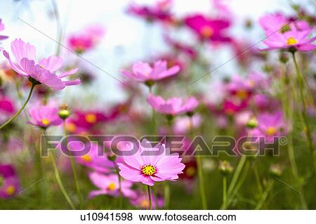 Stock Photo - "Beautiful flowers in Sinshe, Taichung, Taiwan, China, Asia". Fotosearch