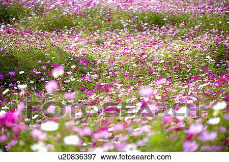 Stock Photo - "Beautiful flowers in Sinshe, Taichung, Taiwan, China, Asia". Fotosearch