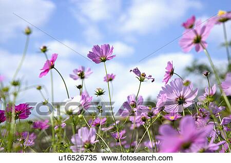 "Beautiful flowers in Sinshe, Taichung, Taiwan, China, Asia" View Large Photo Image Stock Photography - "Beautiful flowers in Sinshe, Taichung, Taiwan, China, Asia". Fotosearch