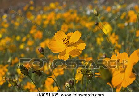 Stock Photography - "Beautiful flowers in Sinshe, Taichung, Taiwan, China, Asia". Fotosearch