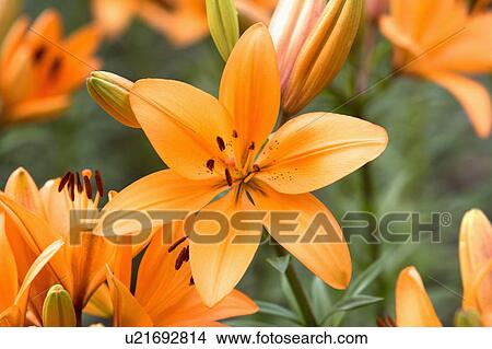 "Beautiful flowers in Taoyuan, Taiwan, China, Asia" View Large Photo Image Picture - "Beautiful flowers in Taoyuan, Taiwan, China, Asia". Fotosearch