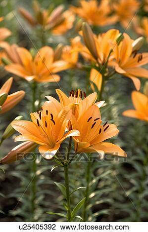 Stock Image - "Beautiful flowers in Taoyuan, Taiwan, China, Asia". Fotosearch
