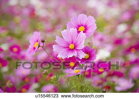 Stock Image - "Beautiful flowers of Sinshe, Taichung, Taiwan, China, Asia". Fotosearch