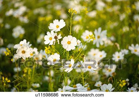 Stock Photograph - "Beautiful flowers of Sinshe, Taichung, Taiwan, China, Asia". Fotosearch