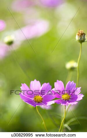 Stock Photography - "Beautiful flowers of Sinshe, Taichung, Taiwan, China, Asia". Fotosearch