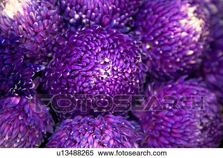 "Beautiful purple flowers in Shihlin, Taipei, Taiwan, China, Asia" View Large Photo Image Stock Photography - "Beautiful purple flowers in Shihlin, Taipei, Taiwan, China, Asia". Fotosearch