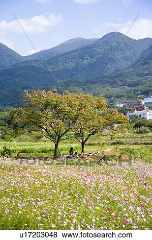 "Beautiful scenery and flower bed in Danshui, Taipei, Taiwan, China, Asia" View Large Photo Image Stock Photo - "Beautiful scenery and flower bed in Danshui, Taipei, Taiwan, China, Asia". Fotosearch