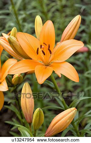 "Close-up of beautiful flowers in Taoyuan, Taiwan, China, Asia" View Large Photo Image Picture - "Close-up of beautiful flowers in Taoyuan, Taiwan, China, Asia". Fotosearch