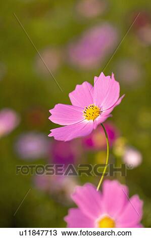 "Close-up of beautiful flowers in Sinshe, Taichung, Taiwan, China, Asia" View Large Photo Image Stock Image - "Close-up of beautiful flowers in Sinshe, Taichung, Taiwan, China, Asia". Fotosearch