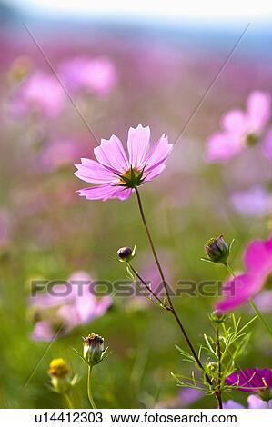 "Close-up of beautiful flowers in Sinshe, Taichung, Taiwan, China, Asia" View Large Photo Image Stock Image - "Close-up of beautiful flowers in Sinshe, Taichung, Taiwan, China, Asia". Fotosearch
