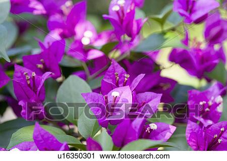 Stock Image - "Close-up of beautiful flowers in Taoyuan, Taiwan, China, Asia". Fotosearch