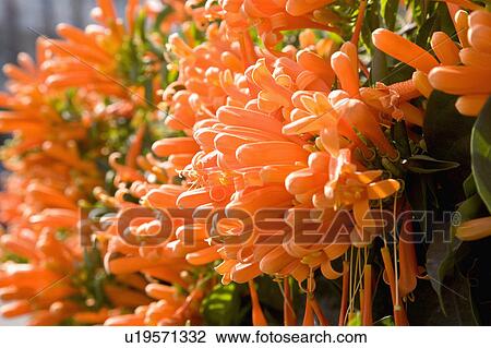 Stock Image - "Close-up of beautiful flowers in Pingtung, Taiwan, China, Asia". Fotosearch
