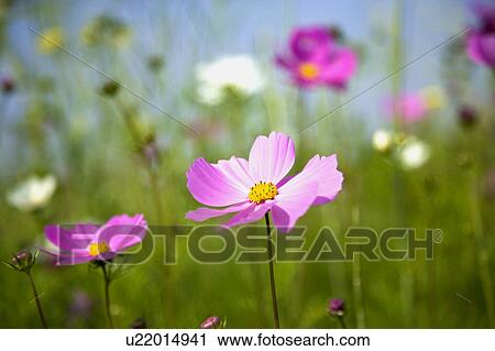 "Close-up of beautiful flowers in Pingtung, Taiwan, China, Asia" View Large Photo Image Stock Image - "Close-up of beautiful flowers in Pingtung, Taiwan, China, Asia". Fotosearch
