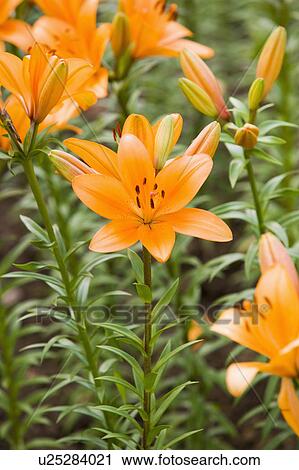 Stock Image - "Close-up of beautiful flowers in Taoyuan, Taiwan, China, Asia". Fotosearch