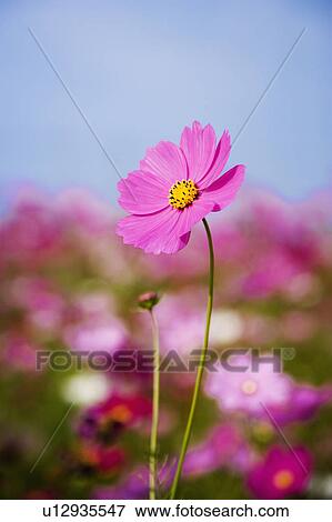 "Close-up of beautiful flowers in Sinshe, Taichung, Taiwan, China, Asia" View Large Photo Image Stock Photo - "Close-up of beautiful flowers in Sinshe, Taichung, Taiwan, China, Asia". Fotosearch