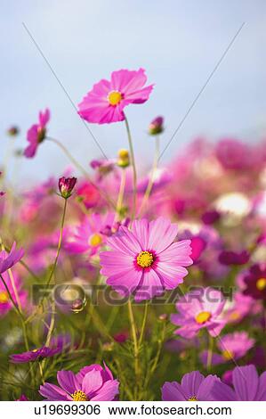 "Close-up of beautiful flowers in Sinshe, Taichung, Taiwan, China, Asia" View Large Photo Image Stock Photograph - "Close-up of beautiful flowers in Sinshe, Taichung, Taiwan, China, Asia". Fotosearch