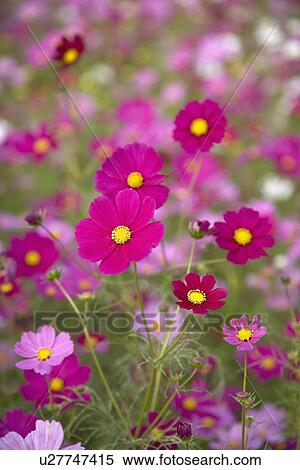 "Close-up of beautiful flowers in Sinshe, Taichung, Taiwan, China, Asia" View Large Photo Image Stock Photography - "Close-up of beautiful flowers in Sinshe, Taichung, Taiwan, China, Asia". Fotosearch