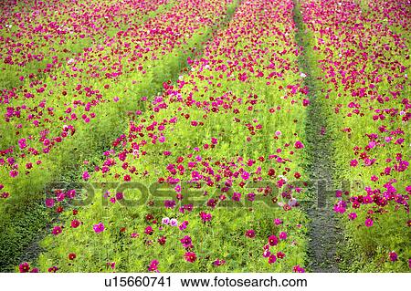 "Flower bed in Meinong, Kaohsiung, Taiwan, China, Asia" View Large Photo Image Stock Image - "Flower bed in Meinong, Kaohsiung, Taiwan, China, Asia". Fotosearch