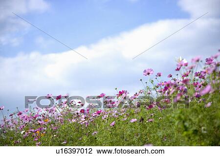 Stock Image - "Flower bed in Sinshe, Taichung, Taiwan, China, Asia". Fotosearch