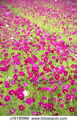 "Flower bed in Sinshe, Taichung, Taiwan, China, Asia" View Large Photo Image Stock Photograph - "Flower bed in Sinshe, Taichung, Taiwan, China, Asia". Fotosearch