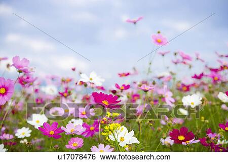 "Flower bed in Sinshe, Taichung, Taiwan, China, Asia" View Large Photo Image Stock Photograph - "Flower bed in Sinshe, Taichung, Taiwan, China, Asia". Fotosearch
