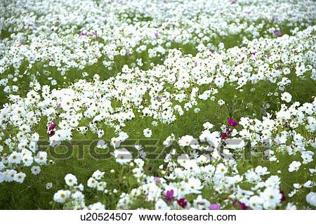 Stock Photo - "Flower bed of white flowers in Meinong, Kaohsiung, Taiwan, China, Asia". Fotosearch
