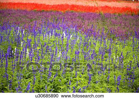 "Flower bed with multi colored flowers in Sinshe, Taichung, Taiwan, China, Asia" View Large Photo Image Stock Image - "Flower bed with multi colored flowers in Sinshe, Taichung, Taiwan, China, Asia". Fotosearch